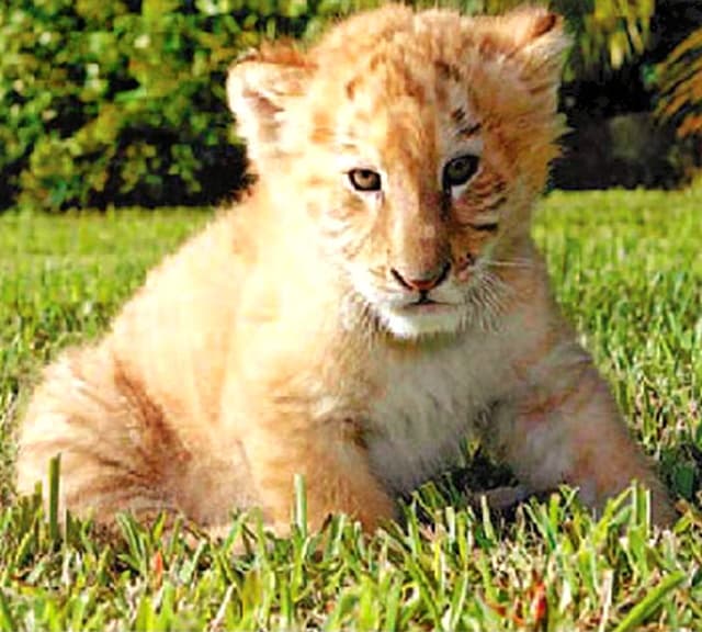 A liger cub is a hybrid offspring of a male lion and a tigress.