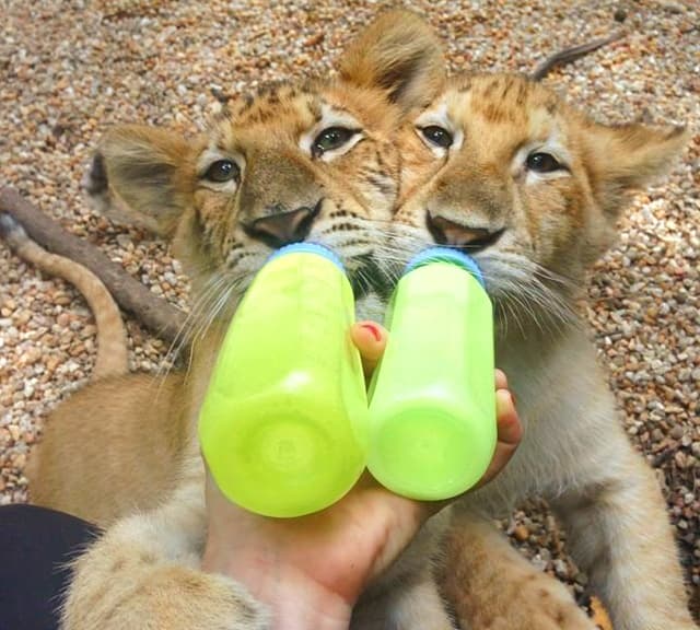 Liger cubs are always healthy.