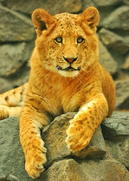 A liliger cub has a male lion as its father and female liger as its mother.
