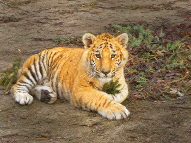 A tiliger cub has a male tiger as its father and a female liger as its mother.